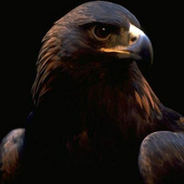 Avatar for rylu666