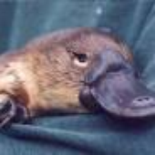 Avatar for Eclecticanimal