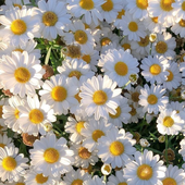 Avatar für cutedaisy