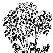 Thicket