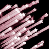 Avatar for snazzy_cat