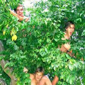 The Receiving Tree