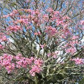 World Tree