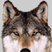 Avatar di SelenGR