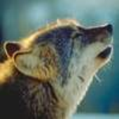 Avatar di Wolfslord