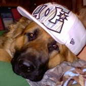 this dog a boss
