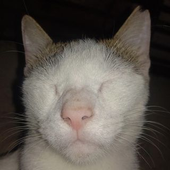 Avatar di TaintedSainted