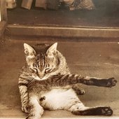 kitty