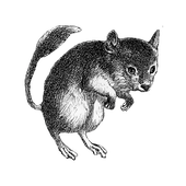 Avatar for travva666