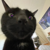 Avatar di myst_leo