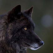 Avatar for Savannah_Bell