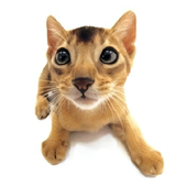 Avatar for asutorowav