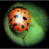 Avatar for insectocompinta