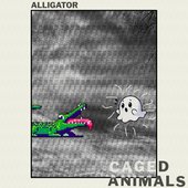 Alligator