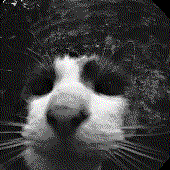 Avatar for olzki