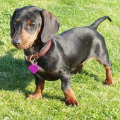 Avatar for dachshunds