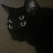 Avatar for GrungeCatX