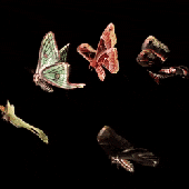 Avatar di throesofjoy