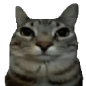 Avatar for catboybinary