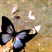 Avatar for drunk_butterfly