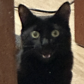 Avatar di Murquinho