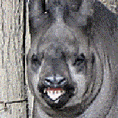 Avatar di Wombaticus