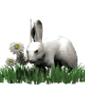 Avatar for conejisimo