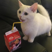 Avatar di diamandiskitten