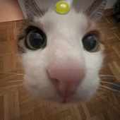 Avatar für nxgr4