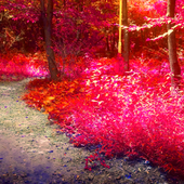 Mydreamfever Red