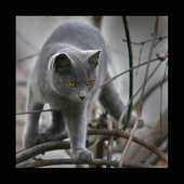 Avatar di pani_dalloway