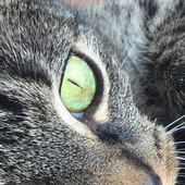 Avatar för ToastedCat