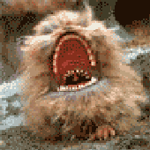 marzduk için avatar