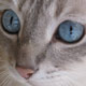 Avatar for AstuteCat_