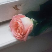 Blooom