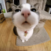 vennyworm için avatar