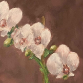 Avatar di orchidi