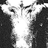 goat-bandcamp-test.jpg