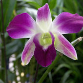 Avatar for orquidea_s