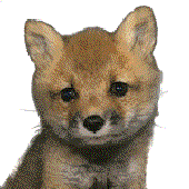 Awatar dla Foxman