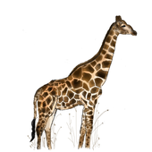 Avatar di Dithymia