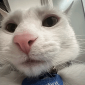 pobii için avatar