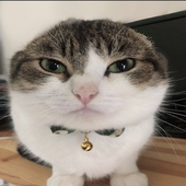 Evi için avatar