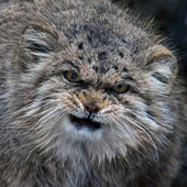 Avatar for catMANUL