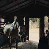 Prologue (Eulogy Of A Man Turned Mule)