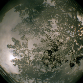 celestialpizza için avatar