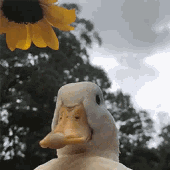 Avatar for ambitiousduck
