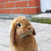 Avatar for JamminBunny