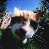 Avatar di TouchingFelines