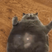 Avatar für gracicispizza